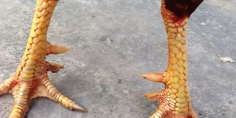 Các loại vảy gà chọi thần kê