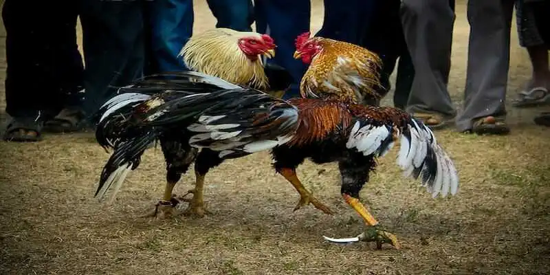 Cách xem chân gà đá