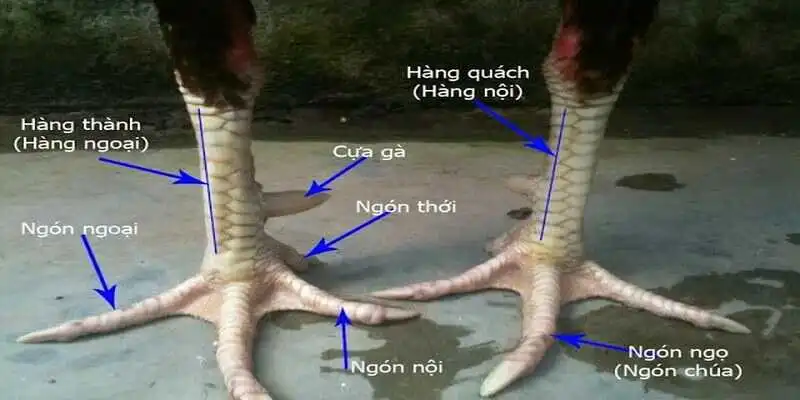 Bộ phận cấu tạo của chân gà