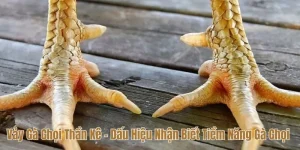 Vảy gà chọi thần kê