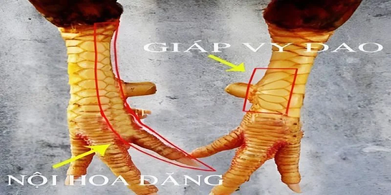 Nội hoa đăng thần kê