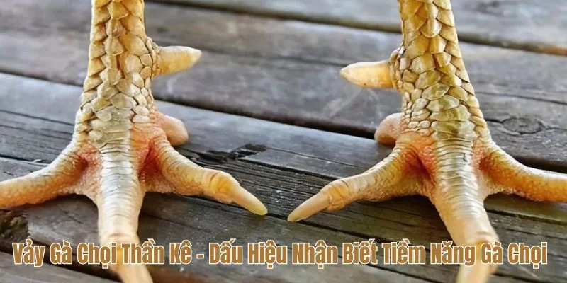 Vảy gà chọi thần kê